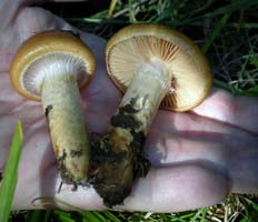 These show the spider web-like veil under the cap on the left one while most of it is released on the other one.